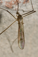 Pseudolimnophila lucorum