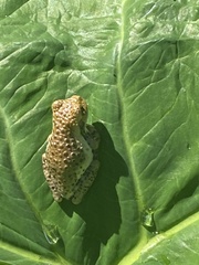 Trachycephalus vermiculatus