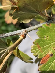 Ribes oxyacanthoides