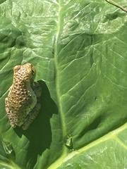 Trachycephalus vermiculatus