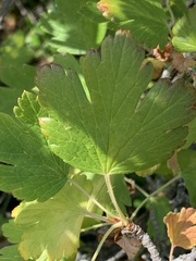 Ribes oxyacanthoides