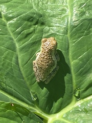 Trachycephalus vermiculatus