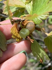 Ribes oxyacanthoides