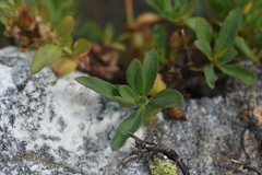 Penstemon
