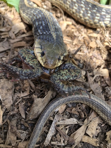 Eastern Garter Snake photographed in Delaware