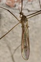 Pseudolimnophila lucorum