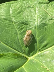 Trachycephalus vermiculatus