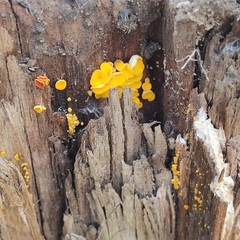 Calycina