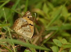 Junonia hierta