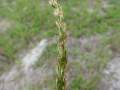 Plantago eriopoda