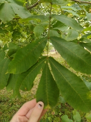 Carya cordiformis