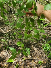 Forestiera acuminata