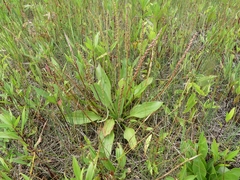 Plantago eriopoda