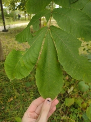 Carya cordiformis