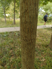 Carya cordiformis