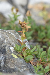 Penstemon