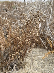 Amblyopappus pusillus
