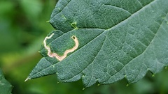 Lyonetia clerkella