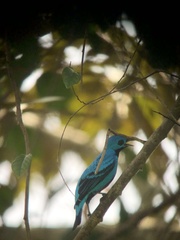 Cotinga nattererii