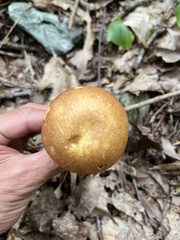 Austroboletus