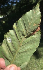 Arthropoda