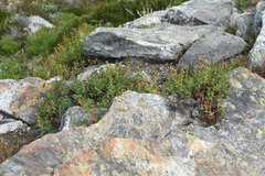Penstemon