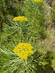 Hymenolepis