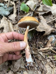 Austroboletus