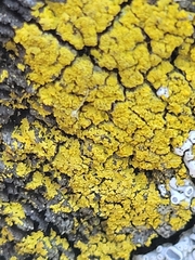 Xanthomendoza