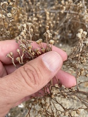 Amblyopappus pusillus