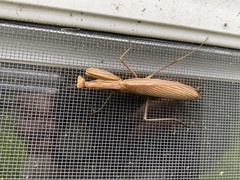 Mantis religiosa