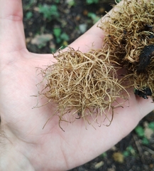 Andricus caputmedusae