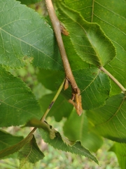 Carya cordiformis