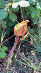 Amaryllis belladonna