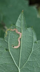 Lyonetia clerkella