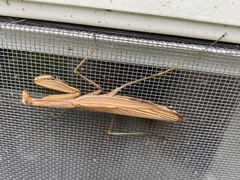 Mantis religiosa