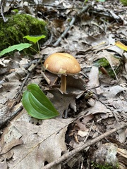 Austroboletus