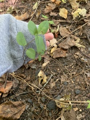 Lonicera