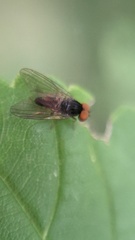 Platypezidae