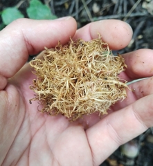 Andricus caputmedusae