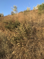 Baccharis malibuensis