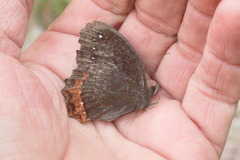 Gyrocheilus patrobas