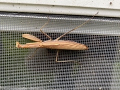Mantis religiosa