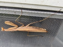 Mantis religiosa