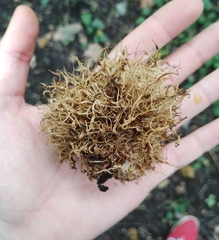 Andricus caputmedusae