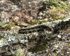 Chlanidophora albicancellata