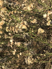 Baccharis malibuensis