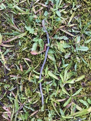 Lumbricus