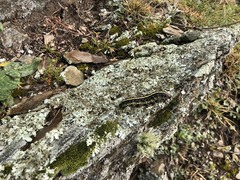 Chlanidophora albicancellata