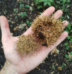 Andricus caputmedusae